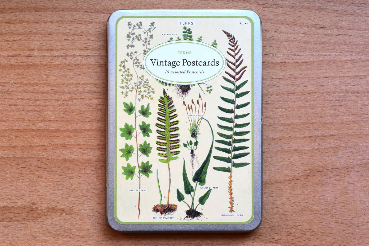 Ferns Vintage Postcards