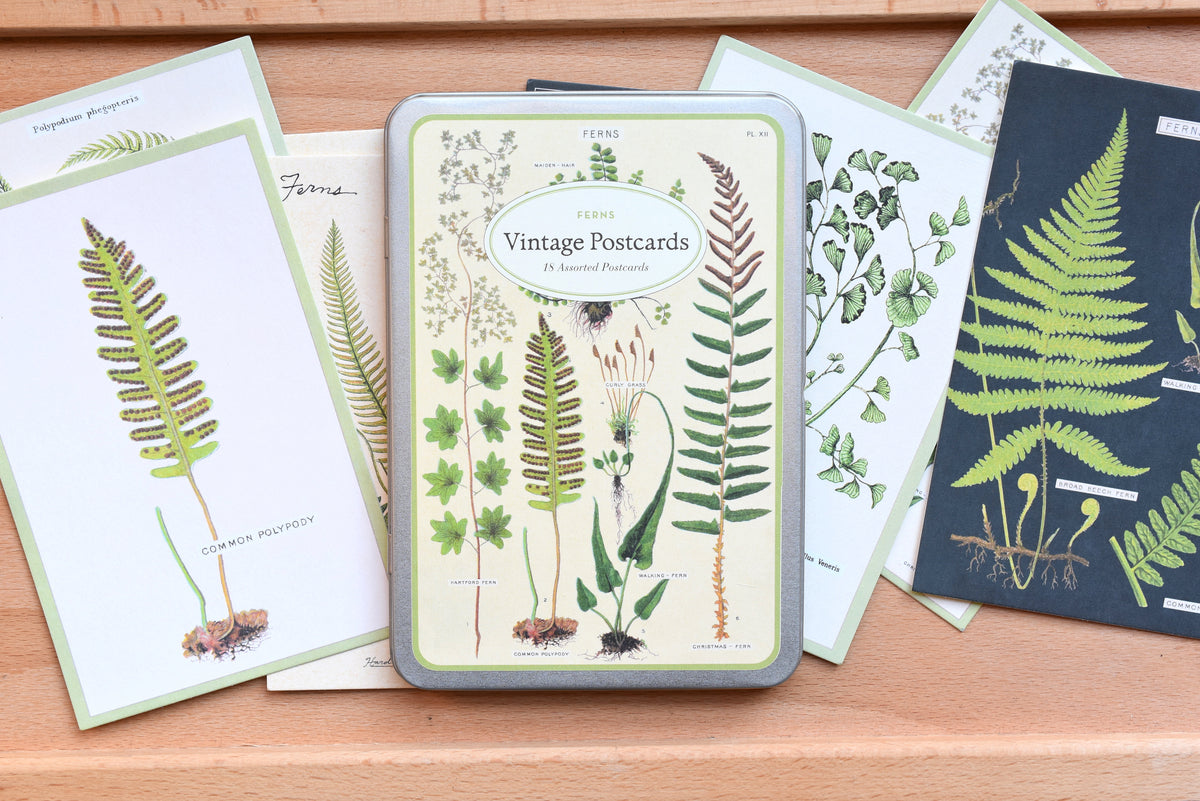Ferns Vintage Postcards