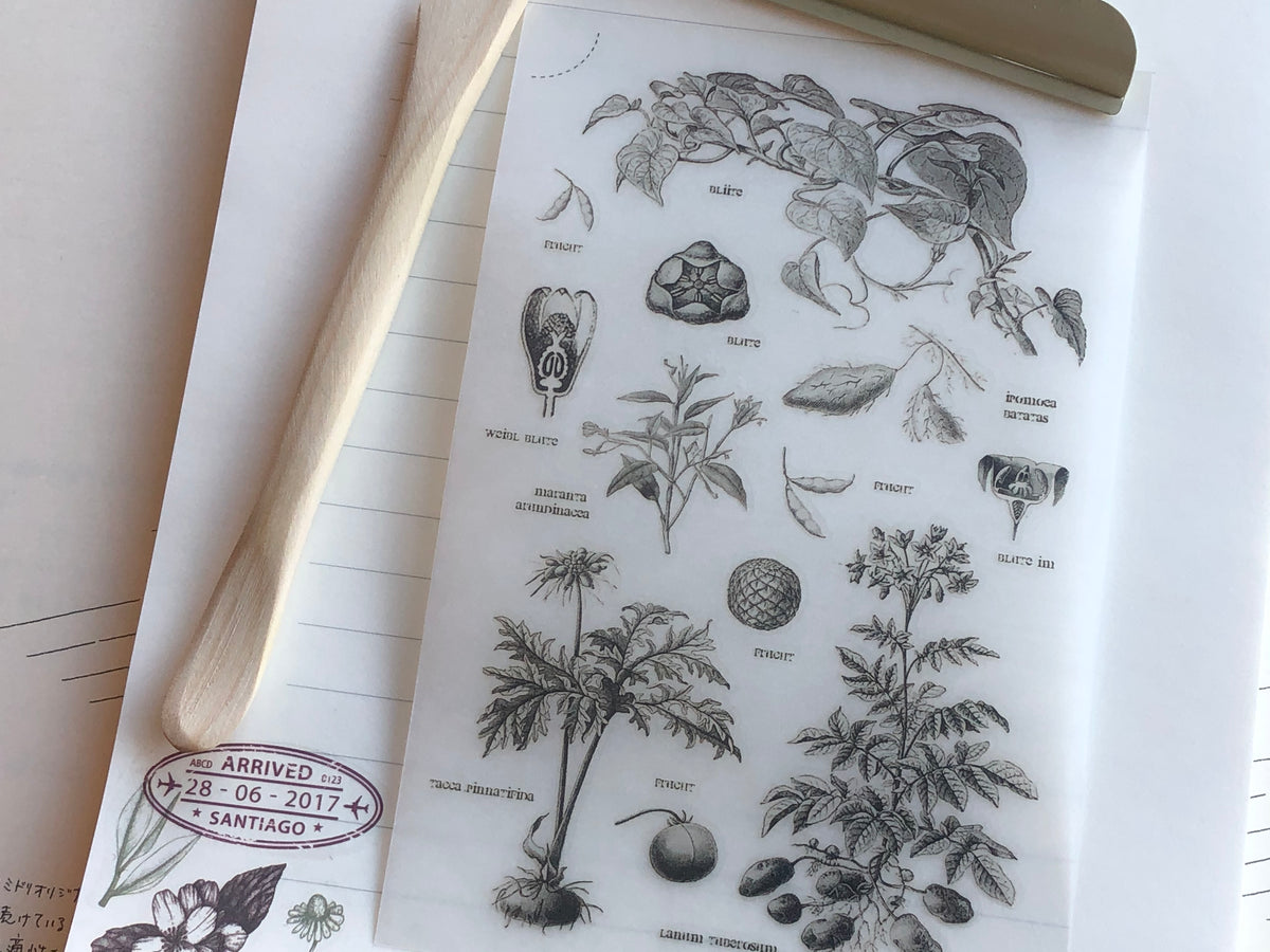 MU Print-On Stickers - Plant Specimens - #29